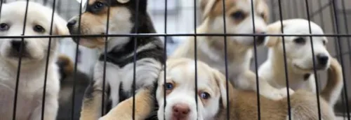Urgence dans les SPA en saturation, 7 200 animaux à adopter