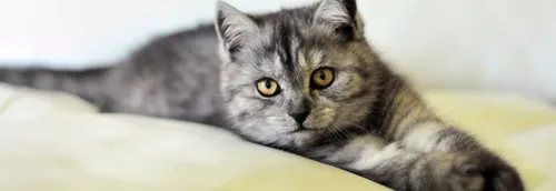 SPA : les abandons d'animaux en hausse dans la région