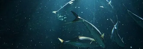 Bientôt une nouvelle exposition à Nausicaa