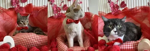 La SPA de Tourcoing célèbre la saint-Valentin des animaux !