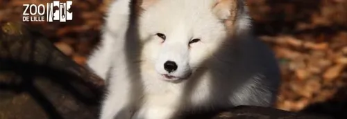 Réouverture du zoo de Lille ce samedi