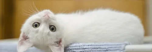 Un week-end de l'adoption organisé par l'Ecole du chat de Roubaix