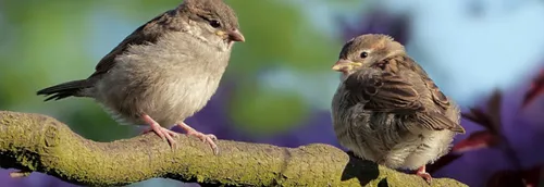 Une balade pour découvrir les oiseaux à la Citadelle de Lille