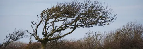 Tempête Eunice : le Nord-Pas-de-Calais et la Somme en vigilance orange