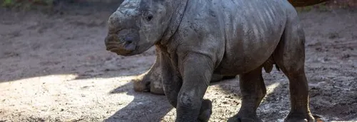 Un rhinocéros blanc est né à Pairi Daiza