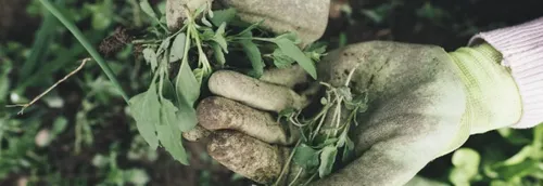 Les jardins familiaux de Saint-Quentin vont fêter leurs 100 ans