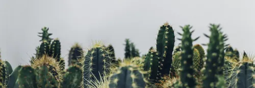 Deux ventes de plantes à Lille ce week-end