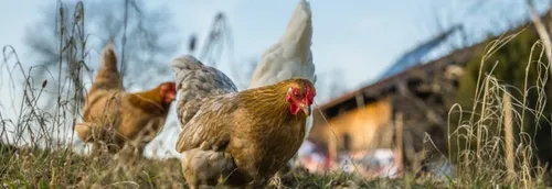 L'opération « Printemps à la Ferme » de retour dans la région