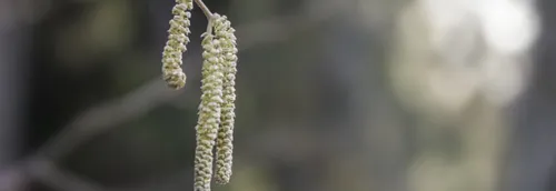 Les pollens de retour cette semaine dans la région