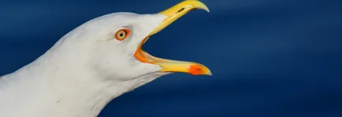 Le championnat du monde du cri de la mouette de retour dimanche