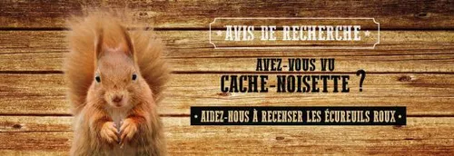 Le Pas-de-Calais a besoin de vous pour recenser les écureuils roux