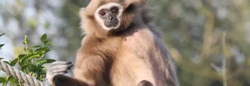 Une nouvelle pensionnaire au zoo de Lille