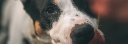 Une collecte pour les animaux de la LPA Lille-Roubaix ce week-end