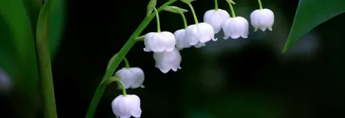 1er Mai : quelle réglementation pour la vente du muguet ?