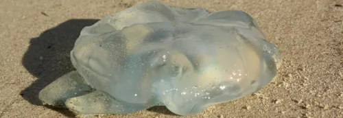 Attention au retour des méduses sur les plages