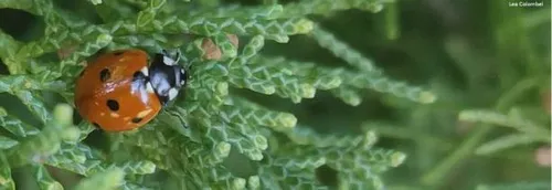 Picardie Nature invite à recenser les coccinelles à 7 points