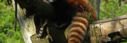 Un concours photo organisé par le zoo de Lille