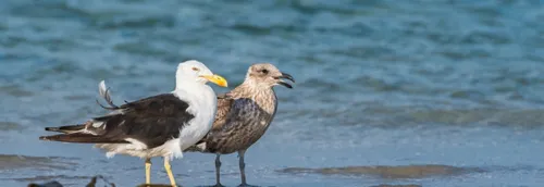 Grippe aviaire : la zone de contrôle étendue dans le Pas-de-Calais