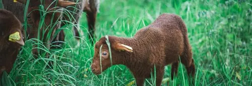 La mairie d'Armentières lance un appel pour retrouver un agneau volé