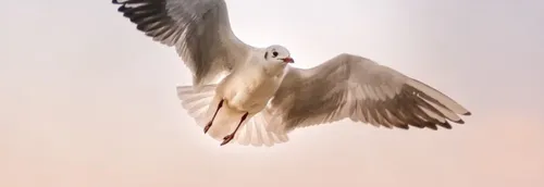 Grippe aviaire : la zone de surveillance encore étendue dans le...