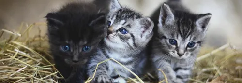 La SPA de Tourcoing alerte sur les abandons cet été