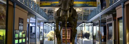 Nouveau record de fréquentation pour le Musée d'Histoire Naturelle...