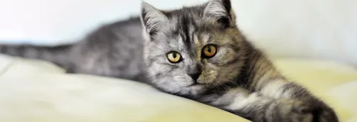 Une journée de l'adoption à Wasquehal avec la LPA