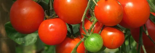 La Région vote des aides pour les maraîchers après la tempête Eunice