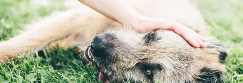 Canicule : comment prendre soin de ses animaux