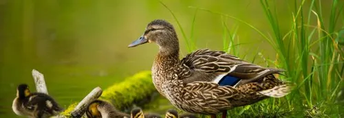 Le Parc d'Isle de Saint-Quentin à l'honneur sur Twitch