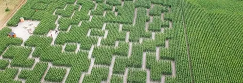 Un labyrinthe géant de maïs ouvre à Avelin