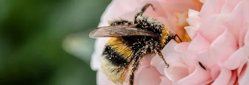 La Ville de Lille cherche à compter ses abeilles