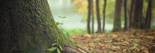 L'accès aux forêts limité ou interdit en Picardie ce mardi