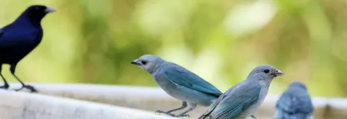 Des gestes pour aider les animaux sauvages face à la chaleur