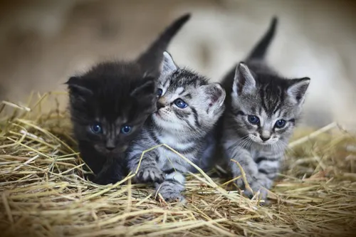La LPA du Nord appelle à la stérilisation des chats