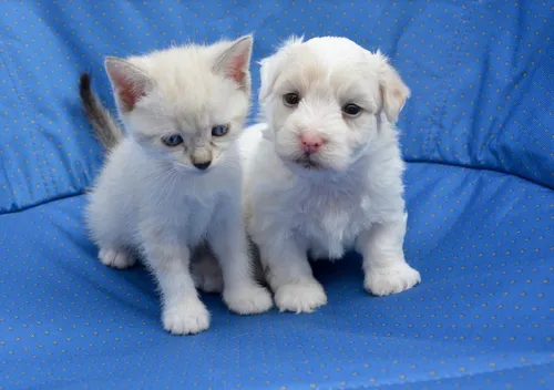 Les nouvelles règles pour adopter un animal de compagnie