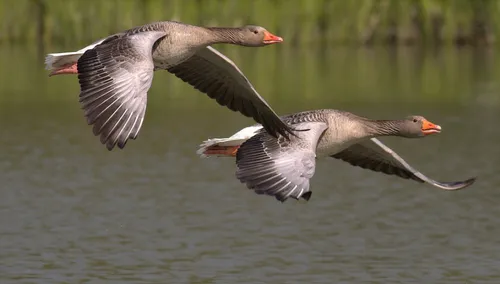 Grippe aviaire : des restrictions dans 8 communes de l'Armentiérois