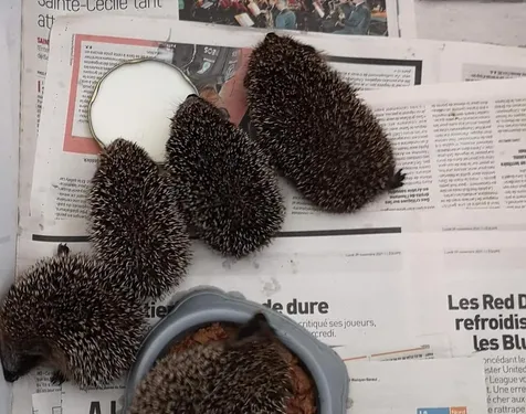 La LPA de Calais lance un appel aux dons pour ses hérissons