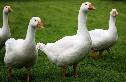 Grippe aviaire : nouvelle zone de surveillance dans le Pas-de-Calais