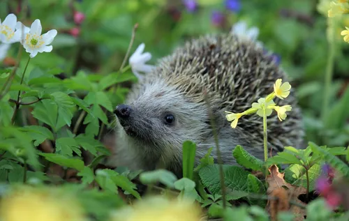 Des panneaux installés pour protéger les hérissons à Lomme