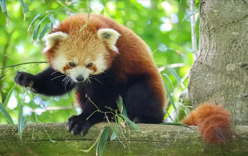 Des associations de protection animale présentes au zoo de Lille