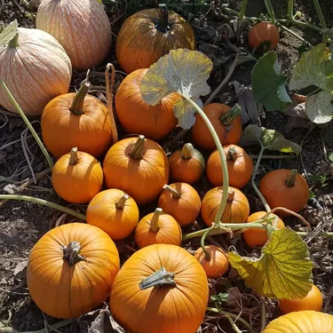 C'est la fête de la Citrouille à Marquillies