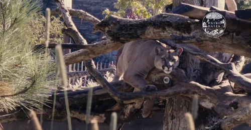Carnet rose chez les félins de Pairi Daiza