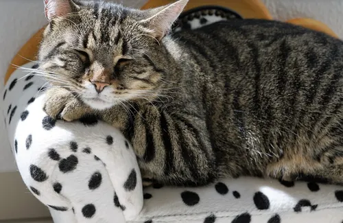 Quels sont les noms les plus donnés cette année à nos animaux ?