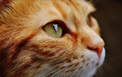 Le salon du bien-être animal c'est ce week-end à Wattrelos