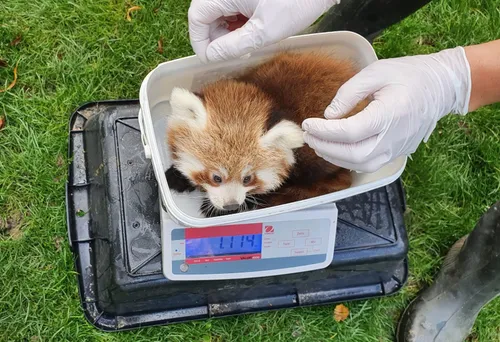 Deux nouveaux pensionnaires au zoo de Lille !