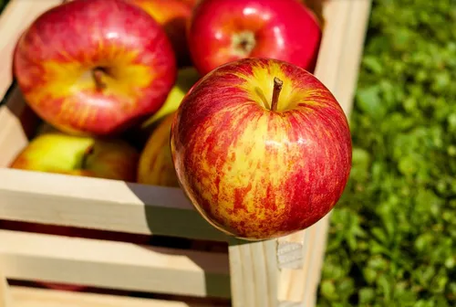 La fête de la pomme à Templeuve-en-Pévèle ce samedi