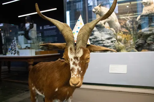 Le musée d'Histoire Naturelle de Lille fête ses 200 ans !