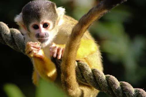 Deux nouveaux bébés nés à Pairi Daiza