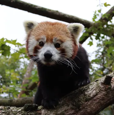 Les bébés pandas roux de Lille ont leurs prénoms !